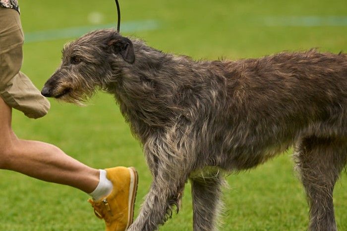 At the DKK show in Vejen, 20.juni 2021, Crathlint Étaoin Enora got her final CACIB an became International Champion. Judge Svend Erik Løvenkjær, Denmark