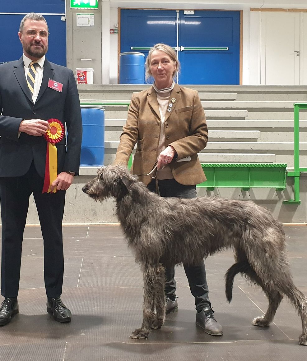 Crathlint Gwencalon Grania (Pitlochry`s Quantum Meganic x Crathlint Étaoin Enora) 
28.08.2021, Hamburg, (9 months old): V1, Junior CAC, best bitch, Junior BOB and BOB. Judge Olaf Knauber, DE 
25.09.2021, Rostock: V1, Junior CAC, best bitch, Junior BOB and BOB. Judge Ingrid Krah-Heiermann, DE 
16.10.2021, Århus: V1, Junior CAC, Junior Klub CAC, CAC, Best bitch, Junior BOB and BOB. Judge Eli Marie Klepp, NO 17.10.2021, Rostock: V1, Junior CAC, 2`nd bitch, Junior BOB. Judge B. Münstermann, DE 
DE Junior Champion (DWZRV) 
13.11.2021, Herning: V1, CK, 3. bitch, CAC, Junior CAC. Judge Kimmo Mustonen, FI. 
Nordic Junior Winner 2021
27.11.2021, Strøby: V1, CK, Junior CAC, Junior Klub CAC, CAC, Junior BOB, Junior BIS1. Judge: A. Vergara, I. 
DK Junior Champion & Junior Klub Champion 
19.03.2022, Kristiansand: CAC, Nordic CAC, BOB. Judge Marc Cocozza, UK. 
20.03.2022, Kristiansand: CAC, CACIB, BOB, Judge Antonio Di Lorenzo, No. 
02.04.2022, Hildesheim: V1, CK, CAC, best bitch, BOB, judge Wilfriede Schwerm-Hahne, DE 
21.05.2022, Hässleholm, S: V1, CK, CAC, BIS Intermediate class and 3. bitch, judge Torbjörn Skaar, SE. 
22.05.2022, Hässleholm, S: V1, CK, CAC, BIS Intermediate class and 3. bitch. judge Ute Lennartz, DE. 
28.05. Hamburg: V1, CK, CAC, best bitch, BOB, judge Bernd Münstermann, DE