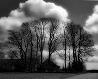 8. Træer, sh