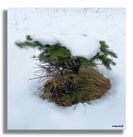 Bonsai juletræ