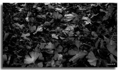 Gingko Biloba løv