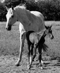13. Hest med føl