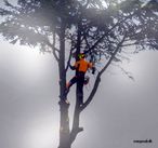 Tree top walking