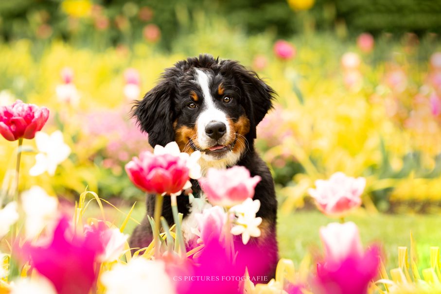 Berner-Sennenhund-Welpe-in-buntem-Blumefeld