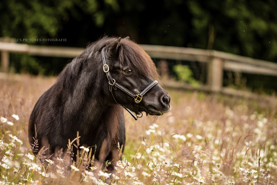 Shetty in der Wiese im Sommer 