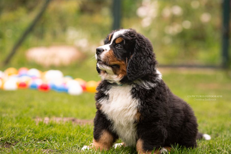 Berner-Sennenhund-Welpe-in-einem-Garten