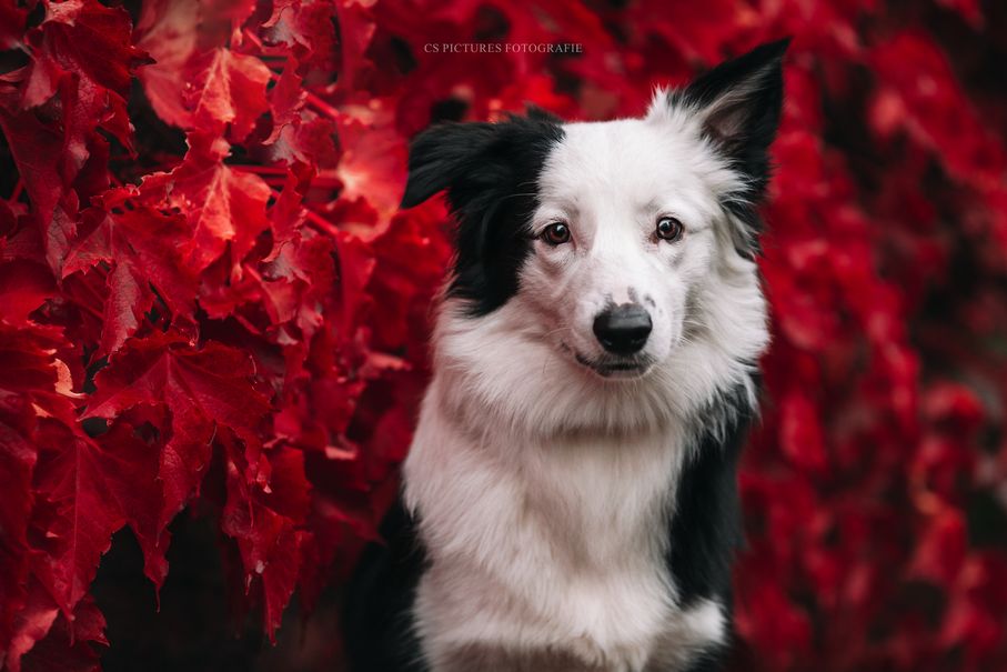 Border Collie 