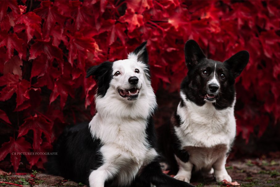 Border Collie  & Corgi
