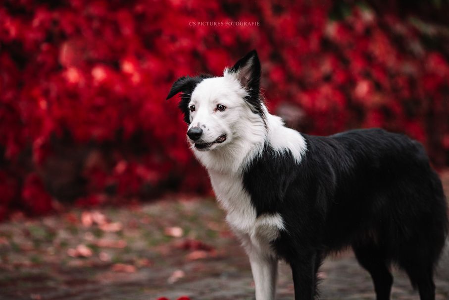 Border Collie 