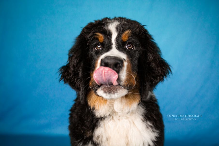 Schleckender Welpe Puppy 