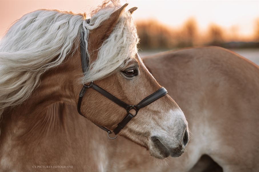 Haflinger am Meer