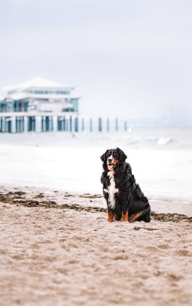 Berner Sennenhund am Meer