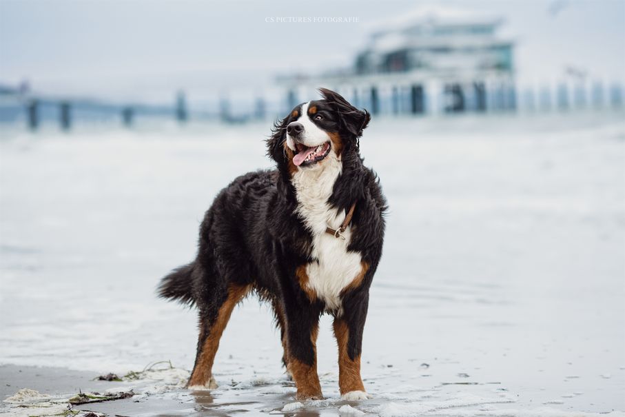 Berner Sennenhund am Meer