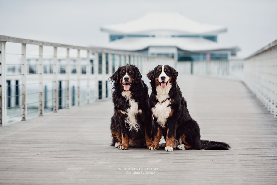 Berner Sennenhund am Timmendorfer Strand