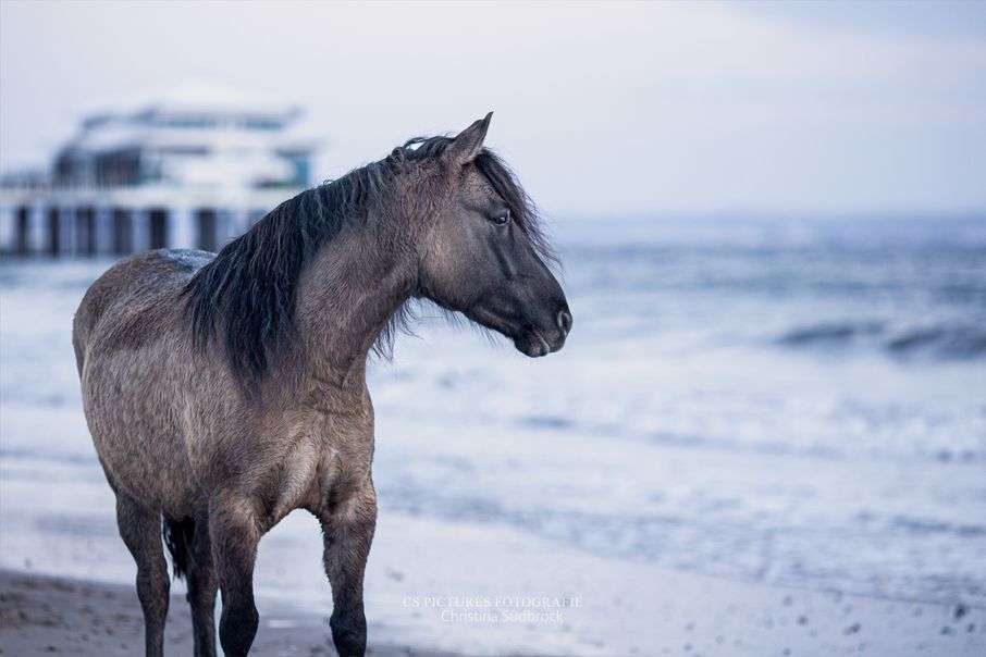 Pony_am_Strand