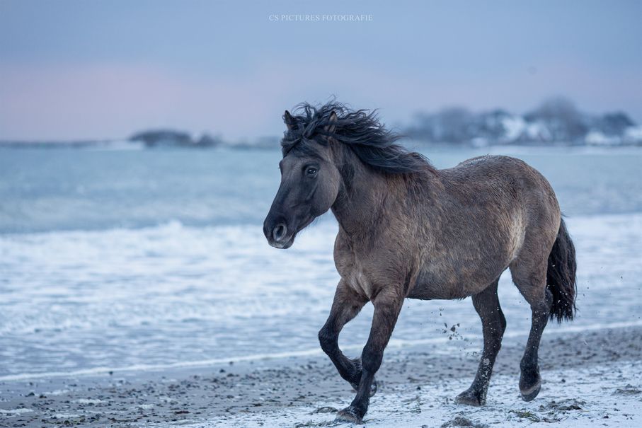 Pony_am_Strand