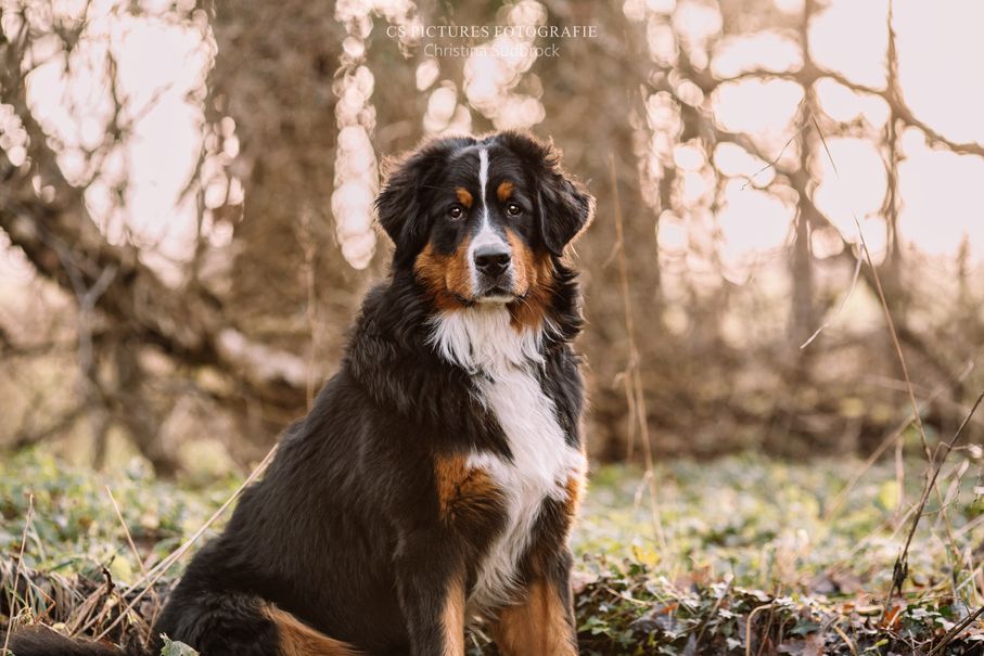 Berner Sennenhund im Winter