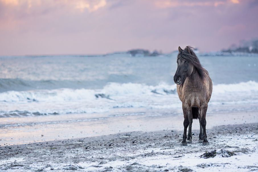 Pony_am_Strand