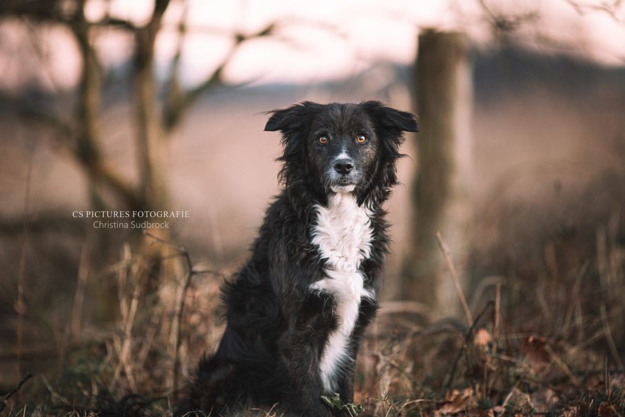 Hund im Winter 