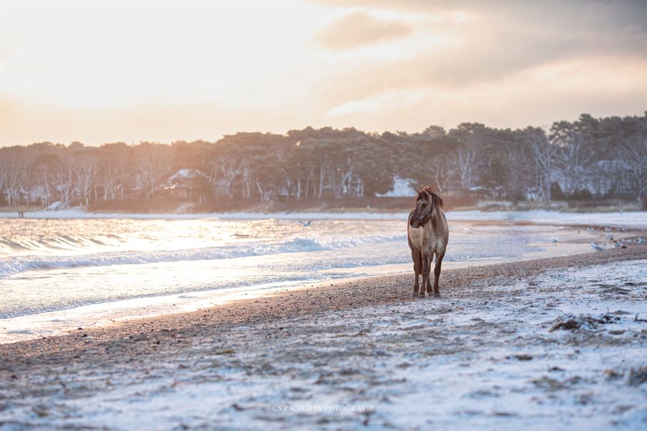 Dülmener Wildpferd am Meer