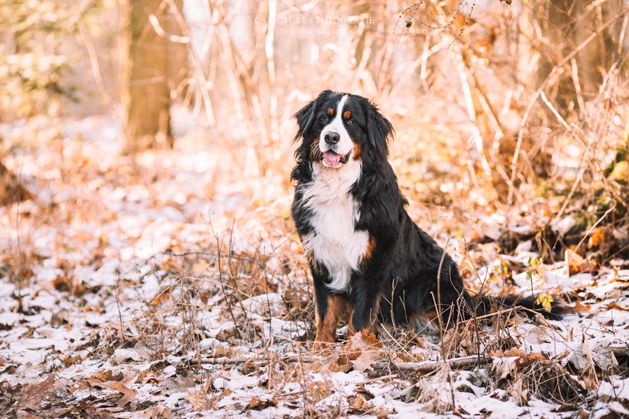 Bernersennen Hund im Winter