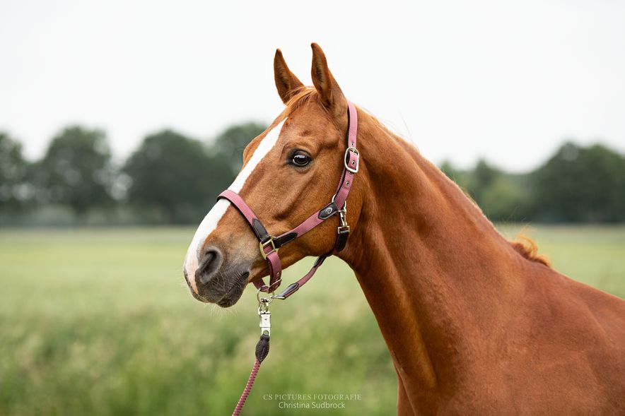 Pferd_mit_Halfter_Professionelle_Pferdefotografie