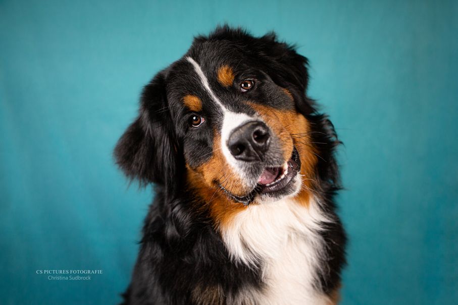 Berner Sennenhund im Fotostudio
