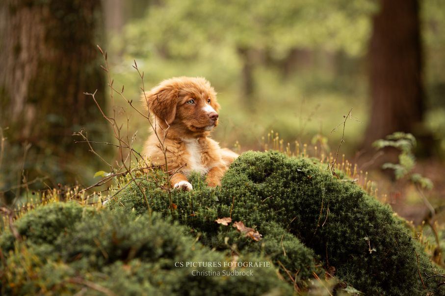 Duck-Tolling-Retriever-Puppy-im-Wald-CS-Pictures-Fotografie