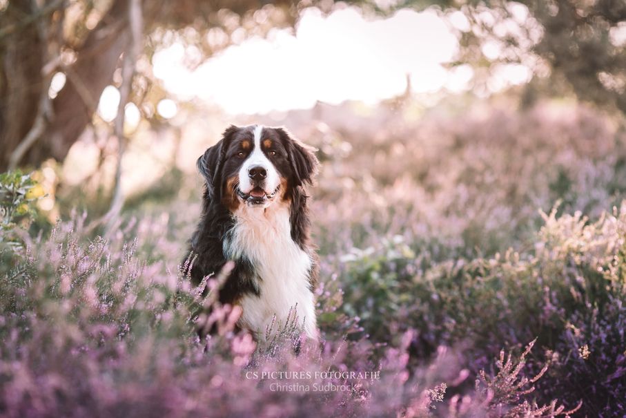 Berner Sennenhund in der Heide