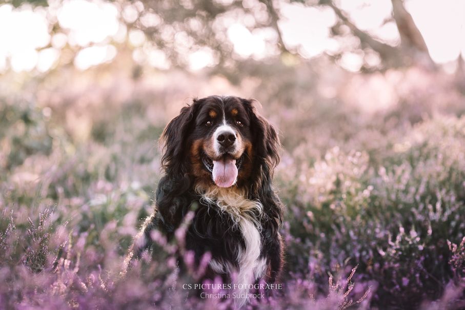 Berner Sennenhund in der Heide