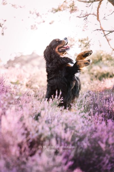 Berner Sennenhund in der Heide