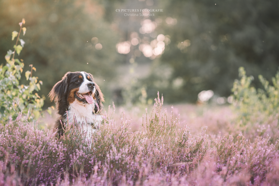 Berner Sennenhund in der Heide