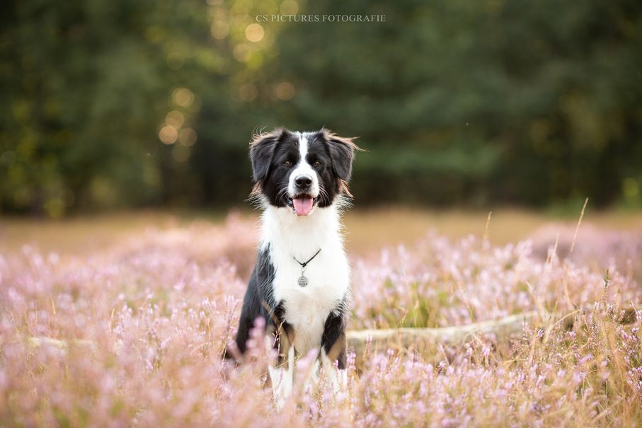 Hund in der Heide 