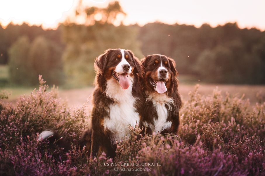 Berner Sennenhund in der Heide