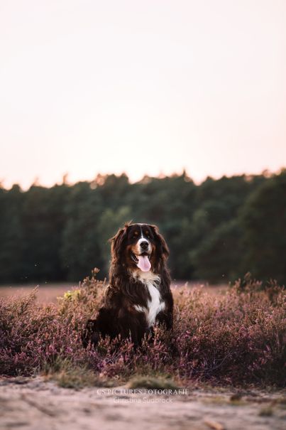 Berner Sennenhund in der Heide