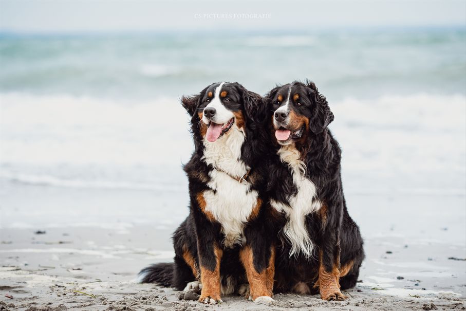 Berner Sennenhund am Meer