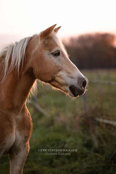 Haflinger-wallach-Bonny-im-Sonnenuntergang