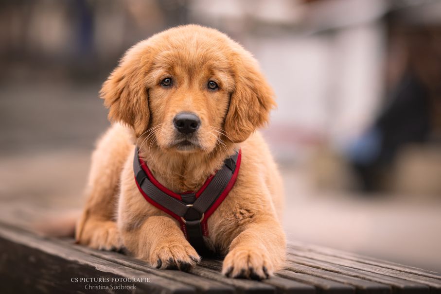 Golden-Retriever-Welpe-Foto-von-Cs-Pictures-Fotografie