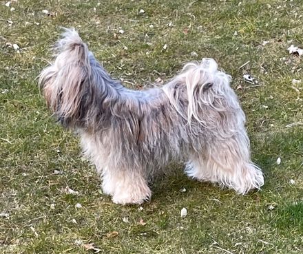 Tashi (2)