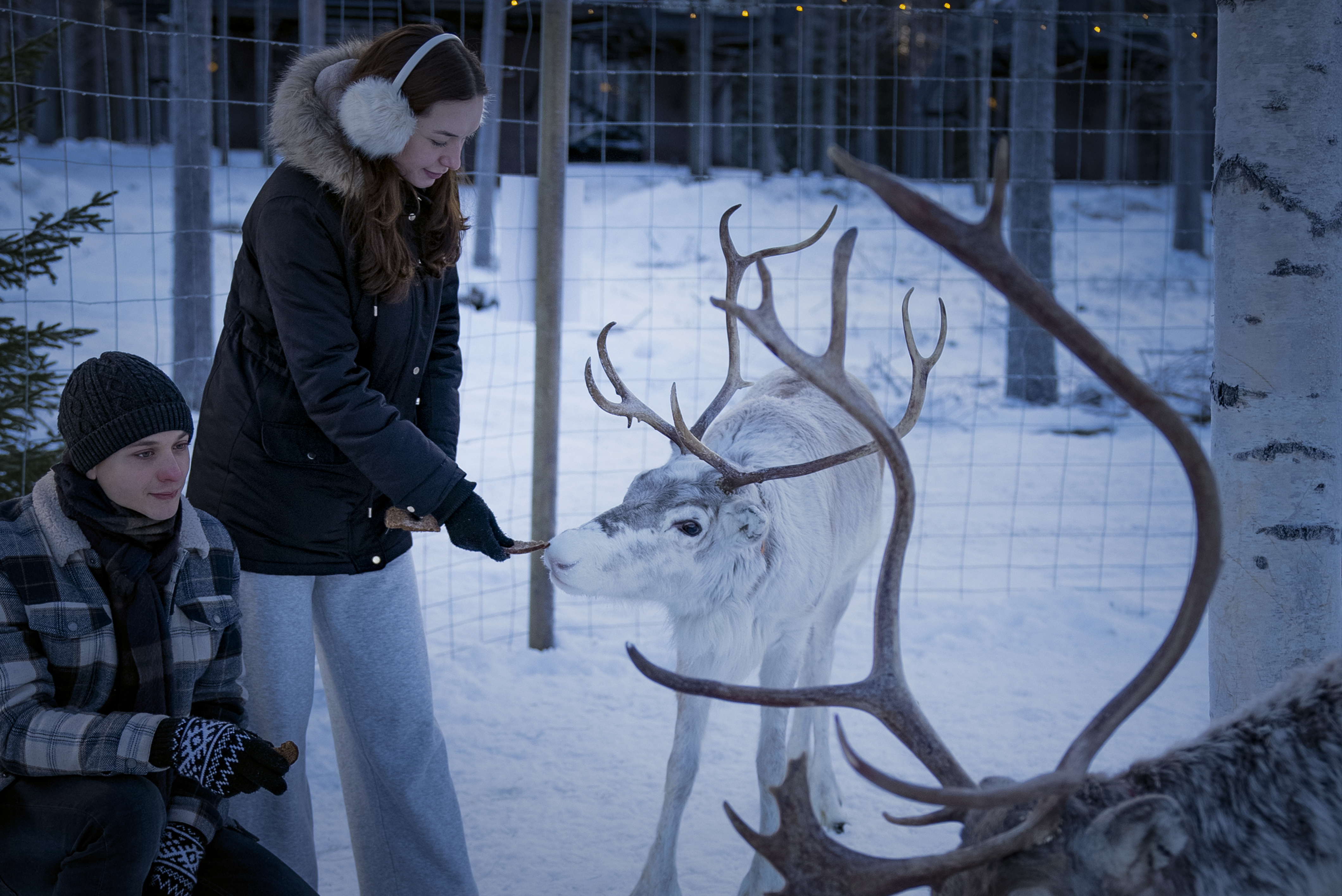 Aito_Sauna_Reindeer_017 copy