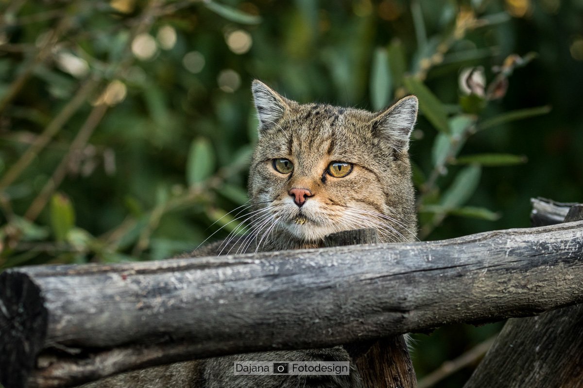 DajanaFotodesignWEB_DajanaFotodesign-20181014-2999