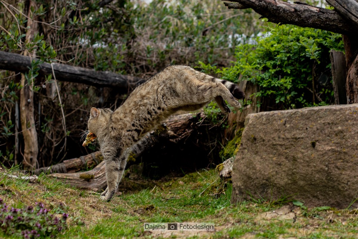 DajanaFotodesignWEB_DajanaFotodesign_WiKaDo_20190412_295