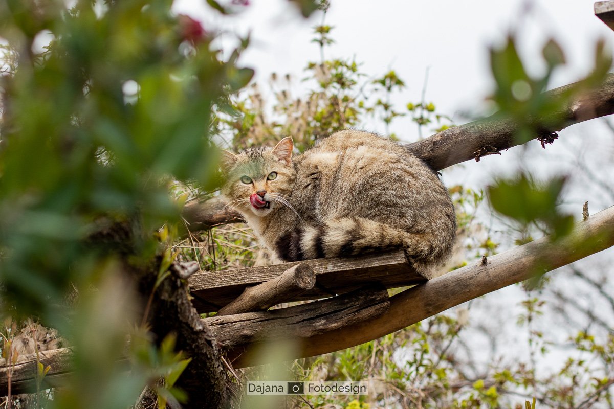 DajanaFotodesignWEB_DajanaFotodesign_WiKaDo_20190412_377