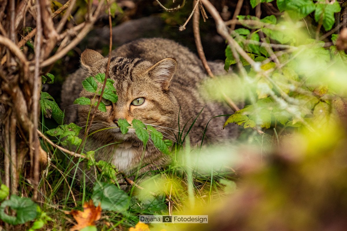 DajanaFotodesignWEB_Emil_DajanaFotodesign_WiKaDo_20201031_0360