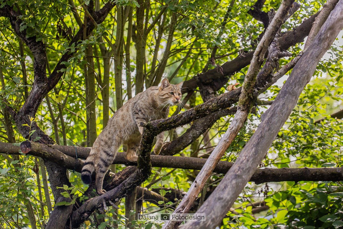 DajanaFotodesignWEB_20230903_Wildkatzendorf Hütscheroda_365