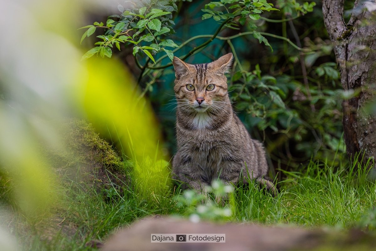DajanaFotodesignWEB_20230903_Wildkatzendorf Hütscheroda_291-Wildkatzen