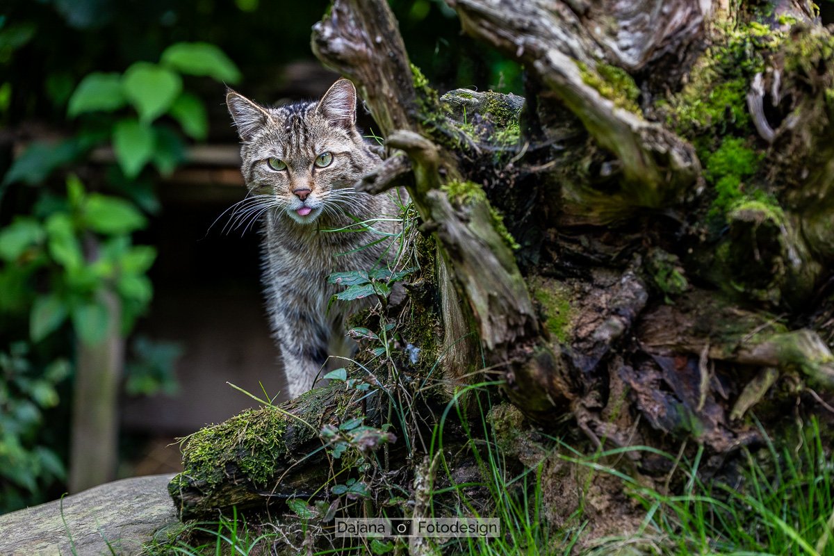 DajanaFotodesignWEB_20230903_Wildkatzendorf Hütscheroda_304