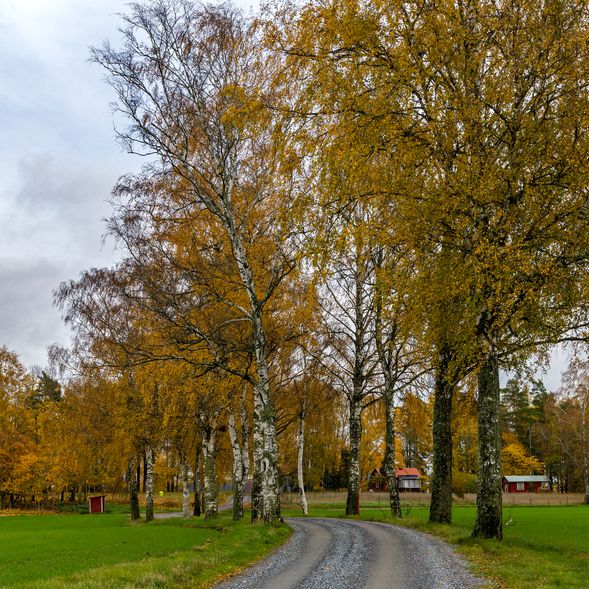 autumn 2