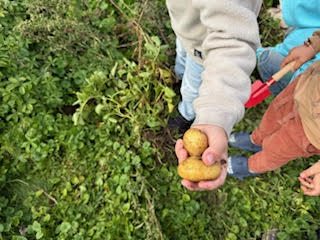 potatis1