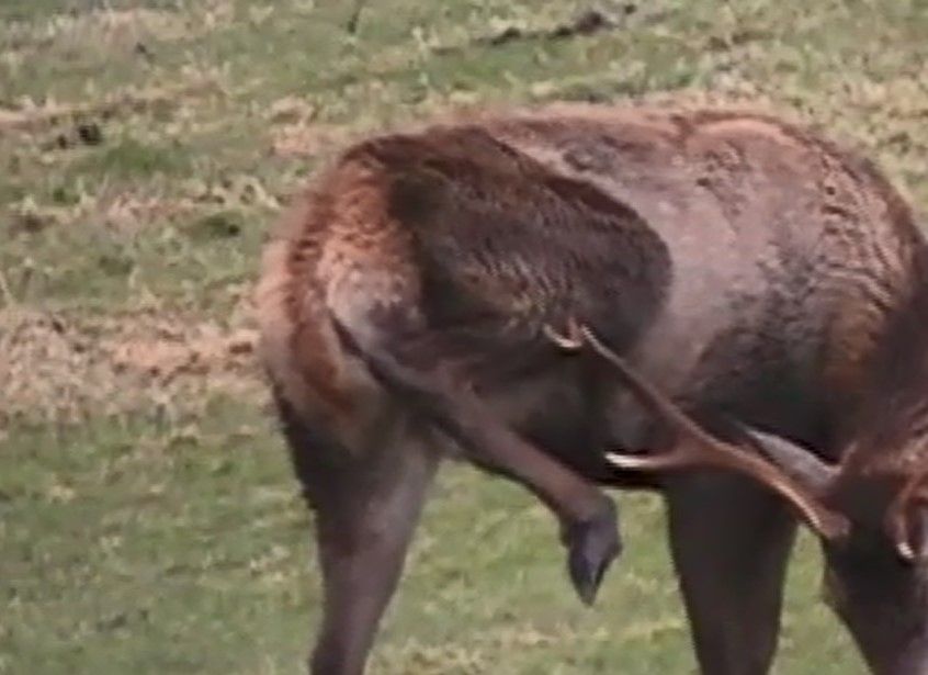 Fin bukk på jorde bak fjøs`n, april 2020. Kjekt med horn for å lindre kløe..